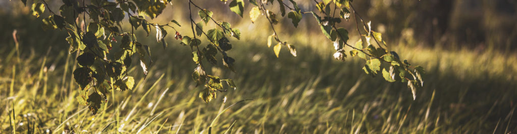 Grassy field